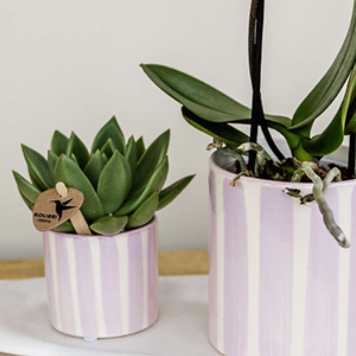 Set cadou orhidee 'Pink S' - Phalaenopsis - Înălțime 30cm