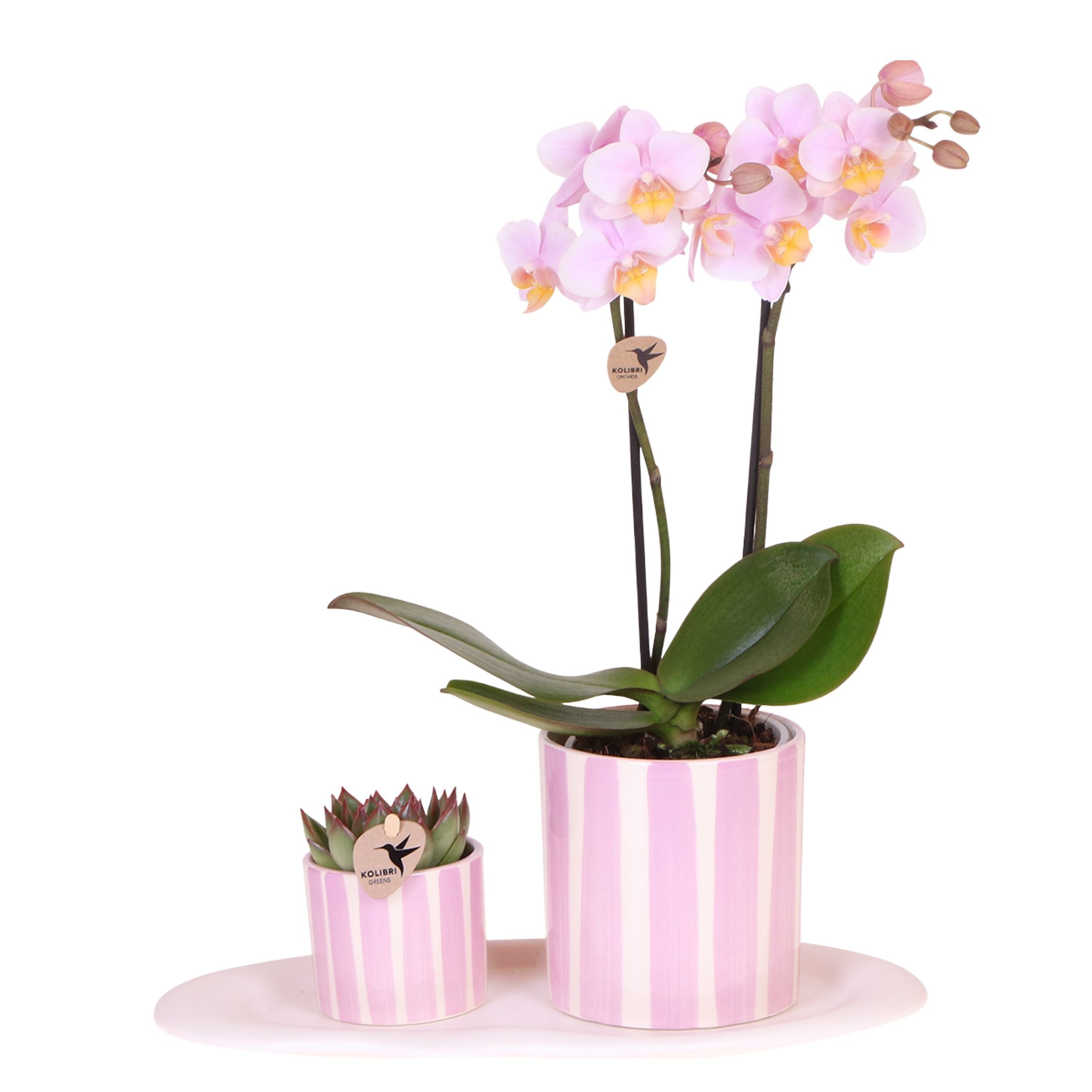 Set cadou orhidee 'Pink S' - Phalaenopsis - Înălțime 30cm