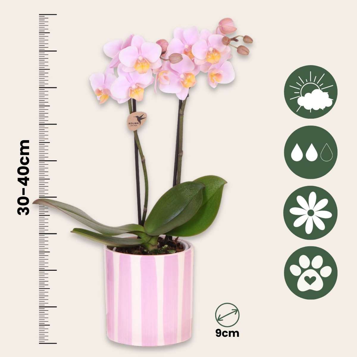 Set cadou orhidee 'Pink S' - Phalaenopsis - Înălțime 30cm