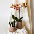 Set cadou orhidee 'Cocktail S' - Phalaenopsis - Înălțime 30cm