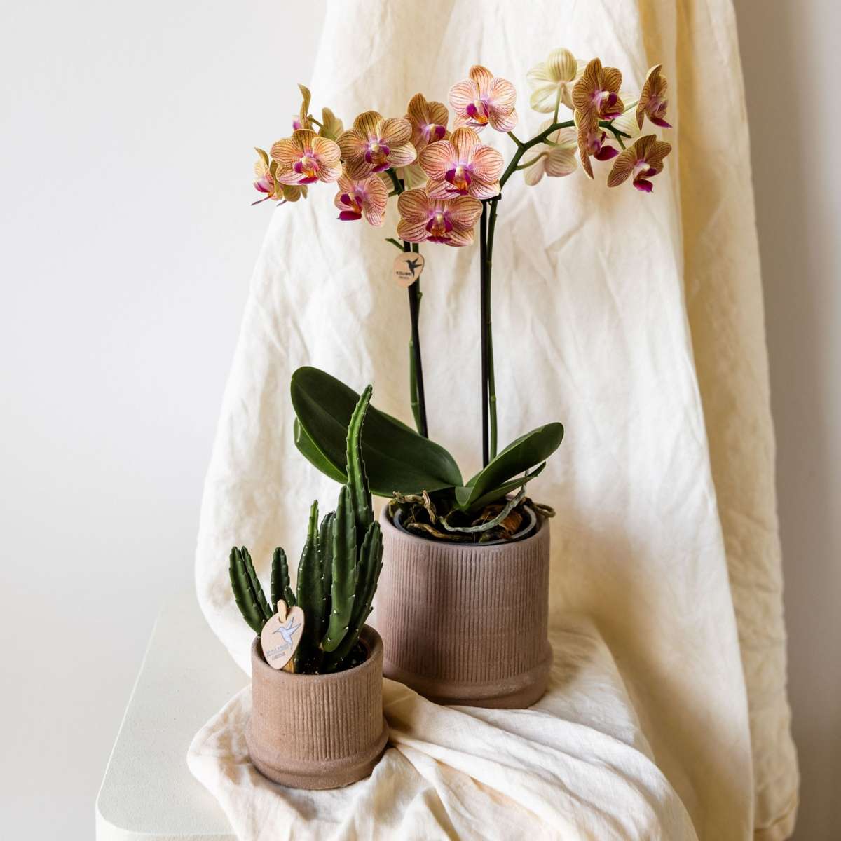 Set cadou orhidee 'Cocktail S' - Phalaenopsis - Înălțime 30cm