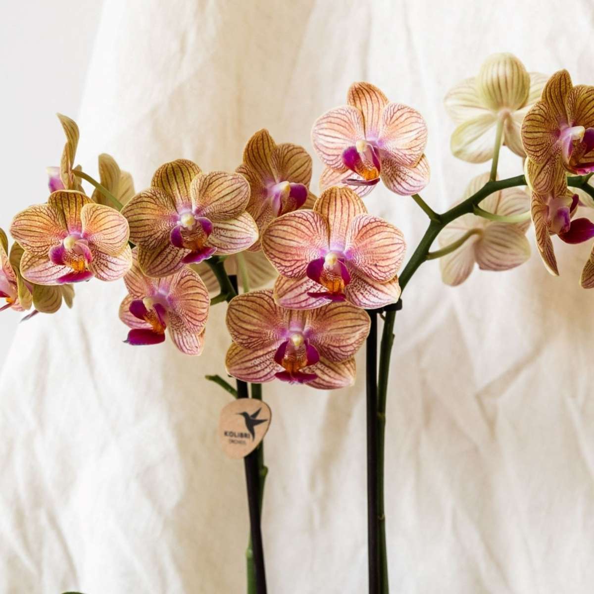 Set cadou orhidee 'Cocktail S' - Phalaenopsis - Înălțime 30cm