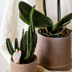 Set cadou orhidee 'Cocktail S' - Phalaenopsis - Înălțime 30cm