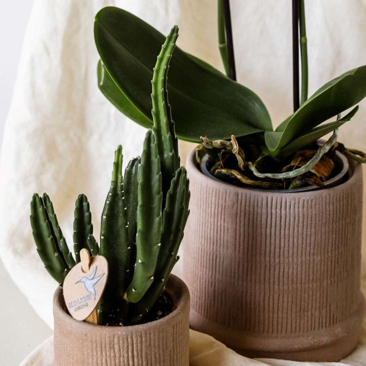 Set cadou orhidee 'Cocktail S' - Phalaenopsis - Înălțime 30cm