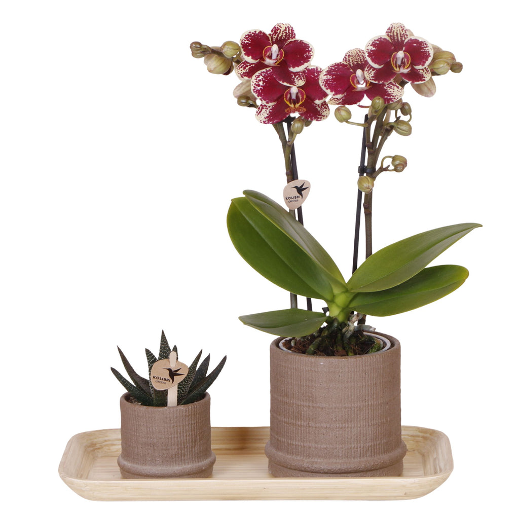 Set cadou orhidee 'Cocktail S' - Phalaenopsis - Înălțime 30cm