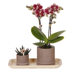 Set cadou orhidee 'Cocktail S' - Phalaenopsis - Înălțime 30cm