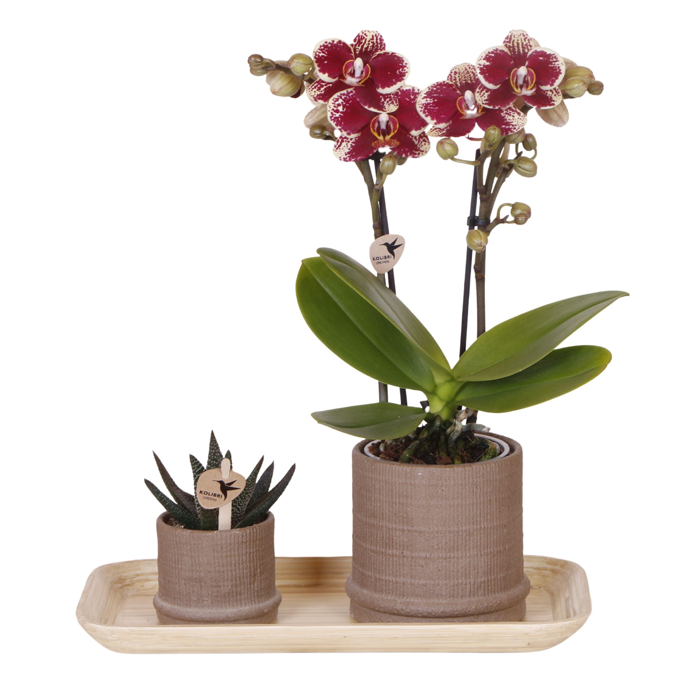 Set cadou orhidee 'Cocktail S' - Phalaenopsis - Înălțime 30cm