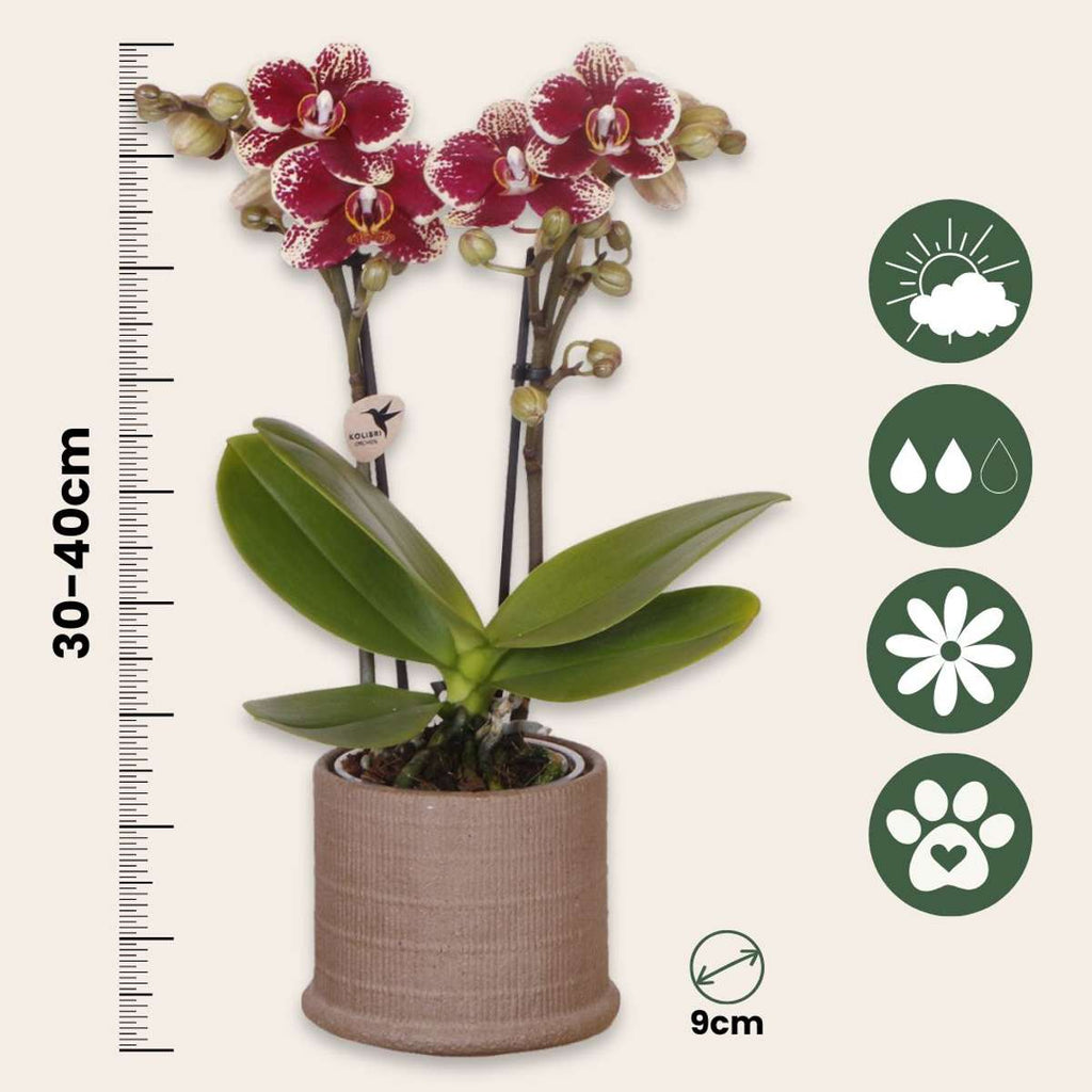 Set cadou orhidee 'Cocktail S' - Phalaenopsis - Înălțime 30cm