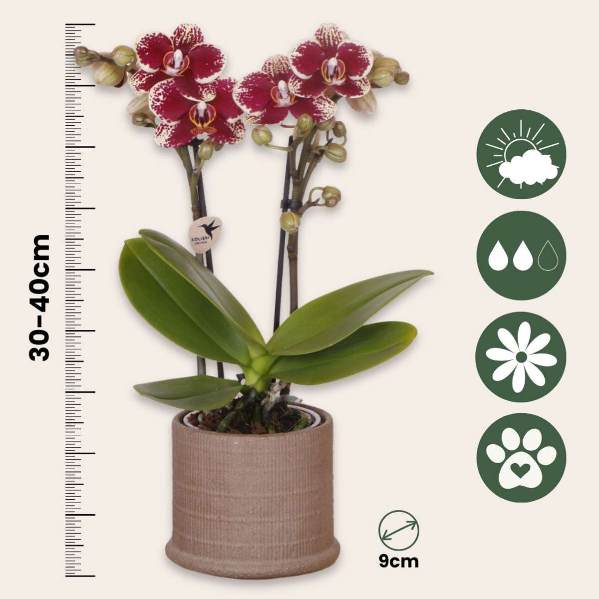 Set cadou orhidee 'Cocktail S' - Phalaenopsis - Înălțime 30cm