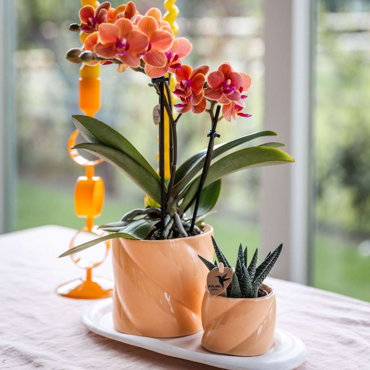 Set cadou orhidee 'Orange S' - Phalaenopsis - Înălțime 30cm