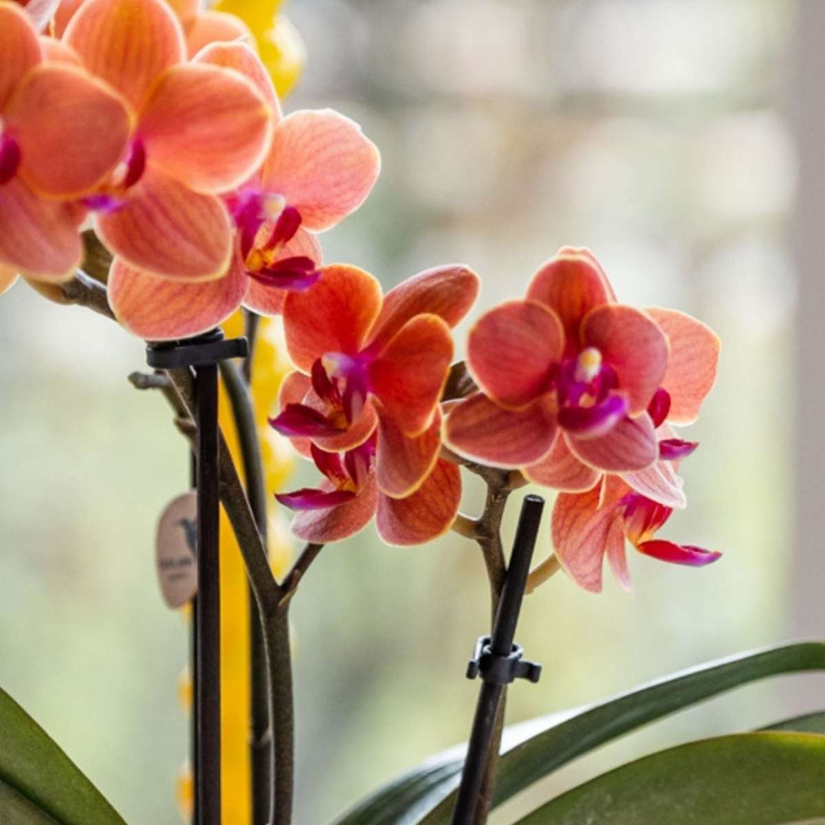 Set cadou orhidee 'Orange S' - Phalaenopsis - Înălțime 30cm