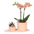 Set cadou orhidee 'Orange S' - Phalaenopsis - Înălțime 30cm