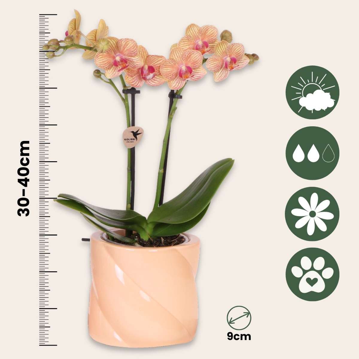 Set cadou orhidee 'Orange S' - Phalaenopsis - Înălțime 30cm