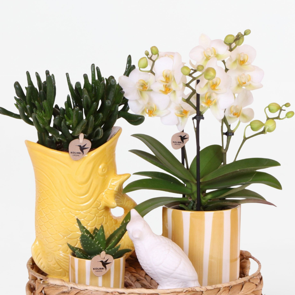 Set cadou orhidee 'Yellow XL' - Phalaenopsis - Înălțime 35cm