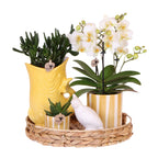 Set cadou orhidee 'Yellow XL' - Phalaenopsis - Înălțime 35cm