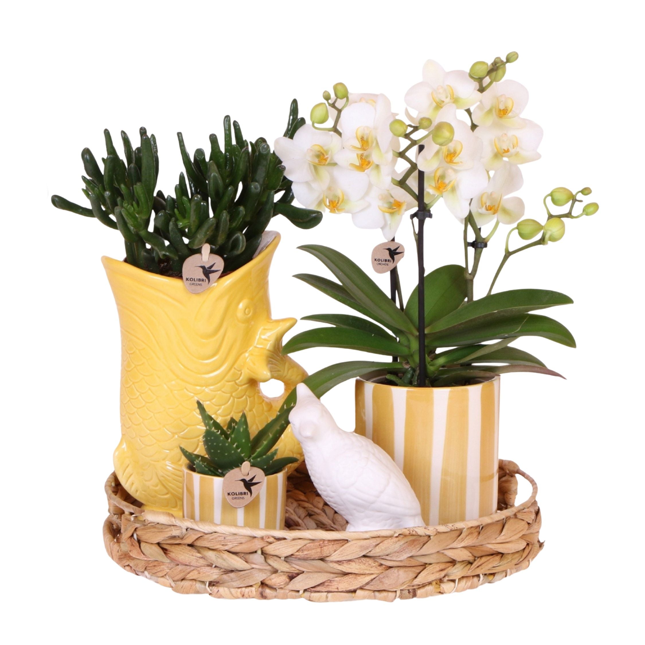 Set cadou orhidee 'Yellow XL' - Phalaenopsis - Înălțime 35cm