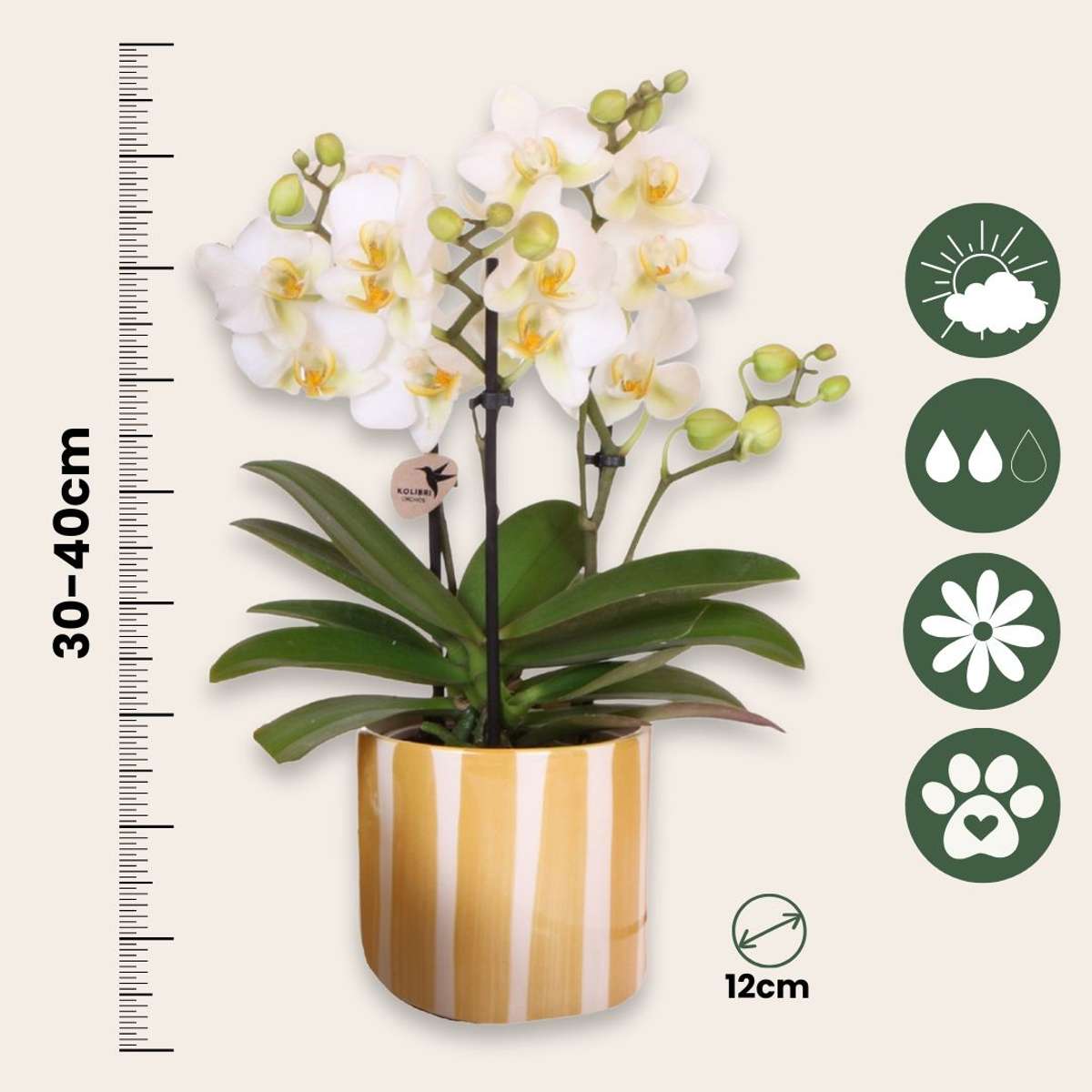 Set cadou orhidee 'Yellow XL' - Phalaenopsis - Înălțime 35cm