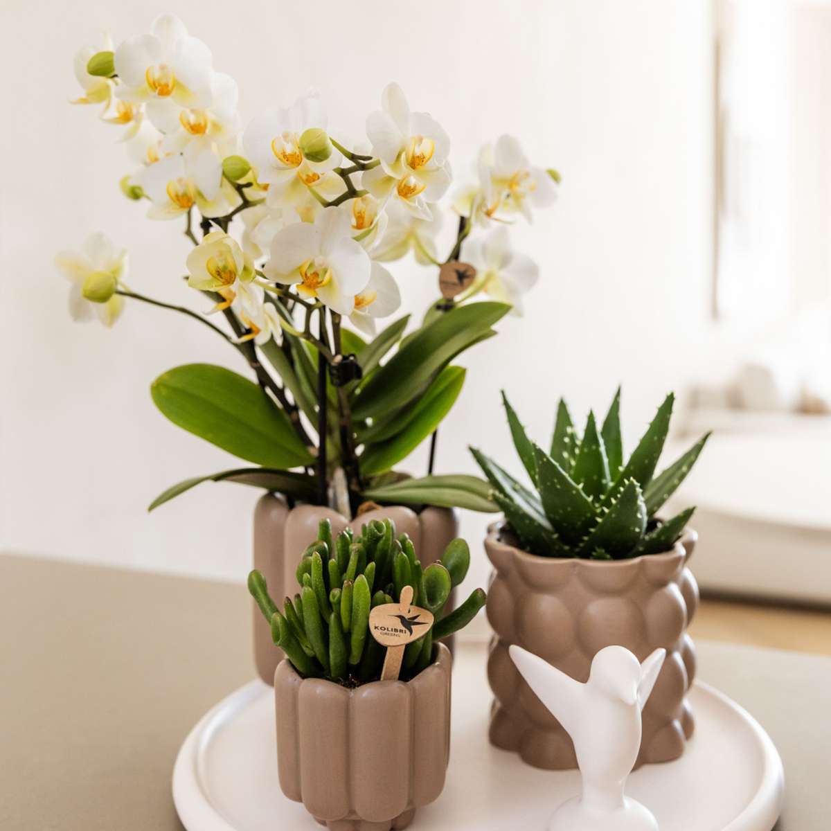Set cadou orhidee 'White Tray XL' - Phalaenopsis - Înălțime 35cm