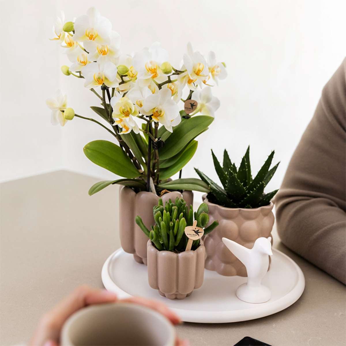 Set cadou orhidee 'White Tray XL' - Phalaenopsis - Înălțime 35cm