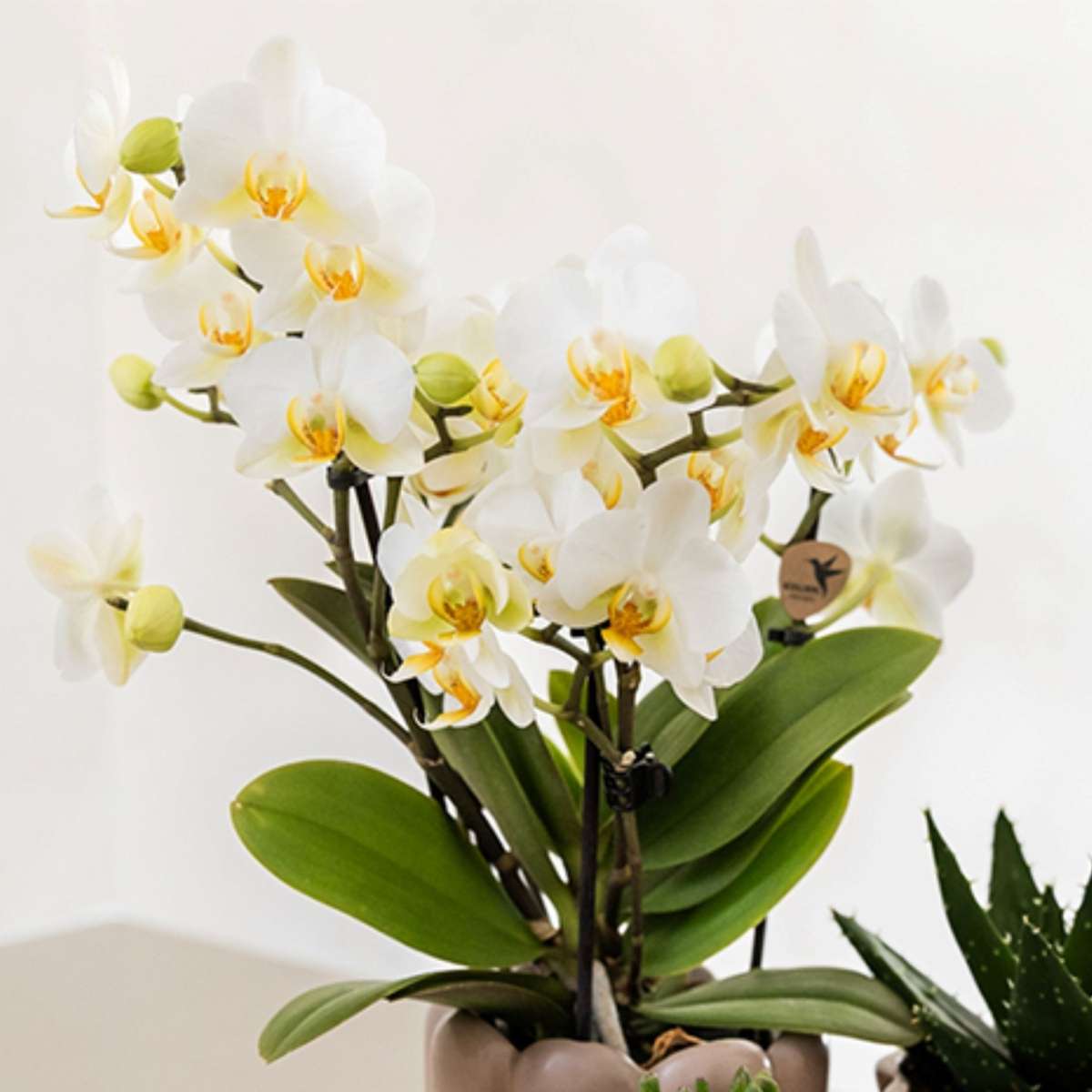 Set cadou orhidee 'White Tray XL' - Phalaenopsis - Înălțime 35cm