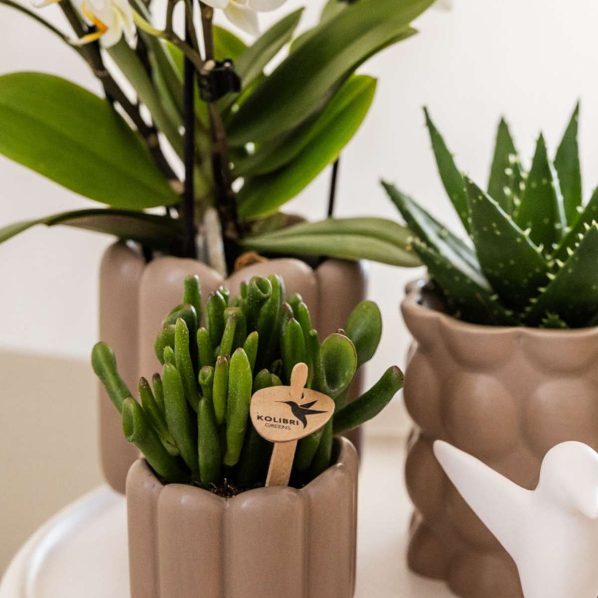 Set cadou orhidee 'White Tray XL' - Phalaenopsis - Înălțime 35cm