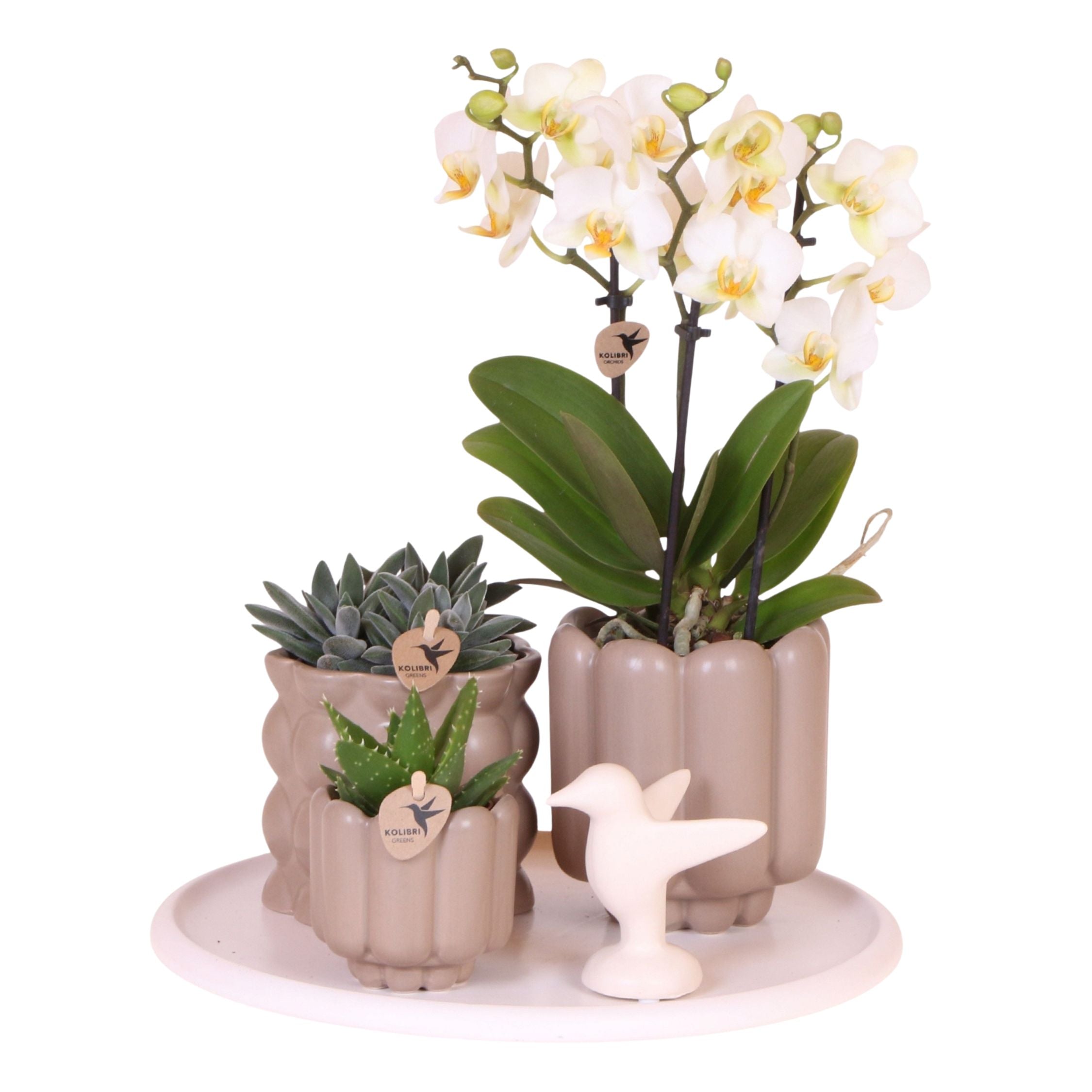 Set cadou orhidee 'White Tray XL' - Phalaenopsis - Înălțime 35cm