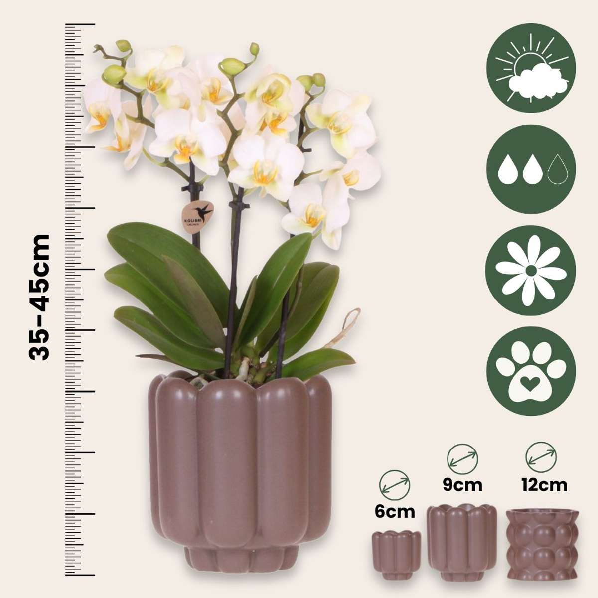 Set cadou orhidee 'White Tray XL' - Phalaenopsis - Înălțime 35cm
