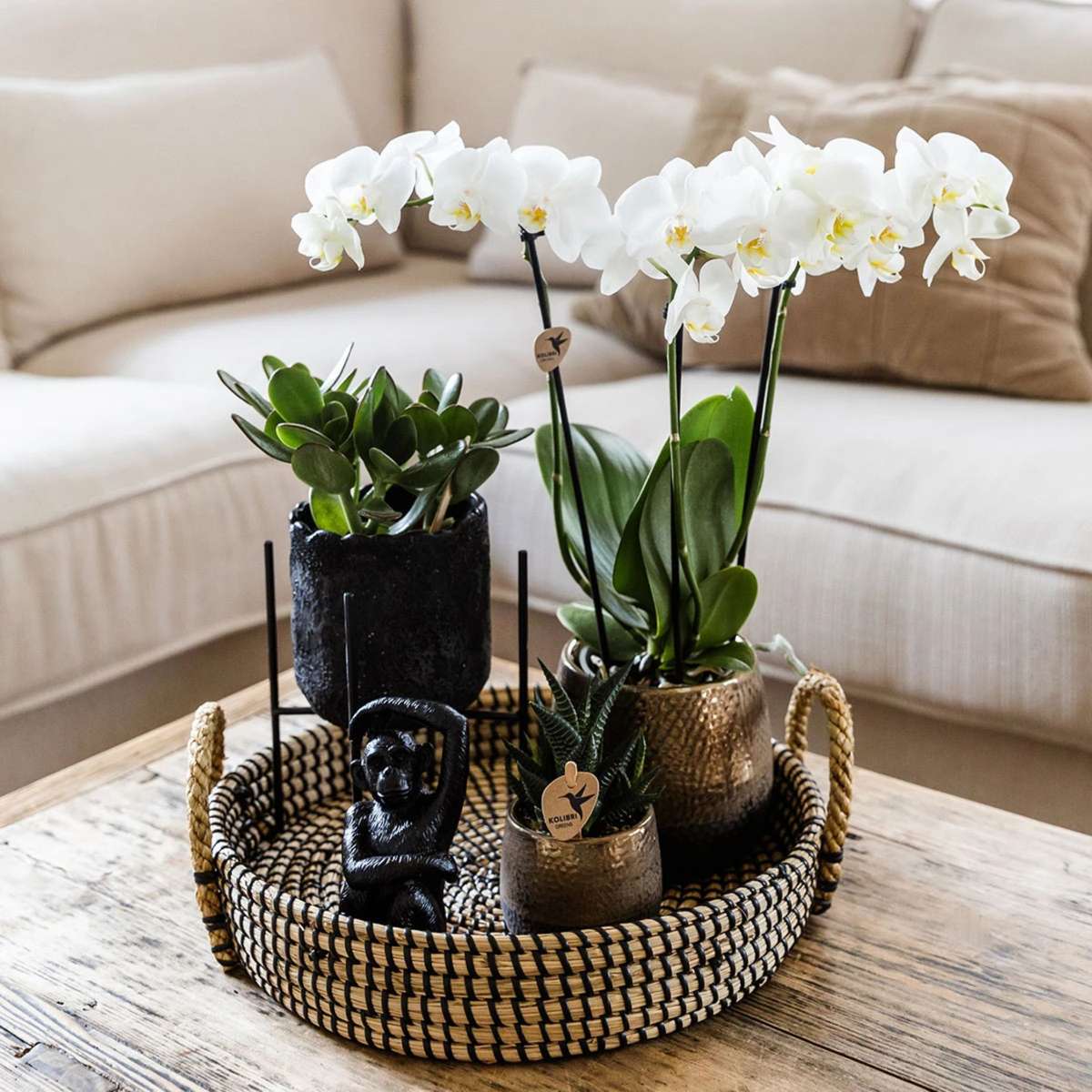 Set cadou orhidee 'Copper XL' - Phalaenopsis - Înălțime 35cm