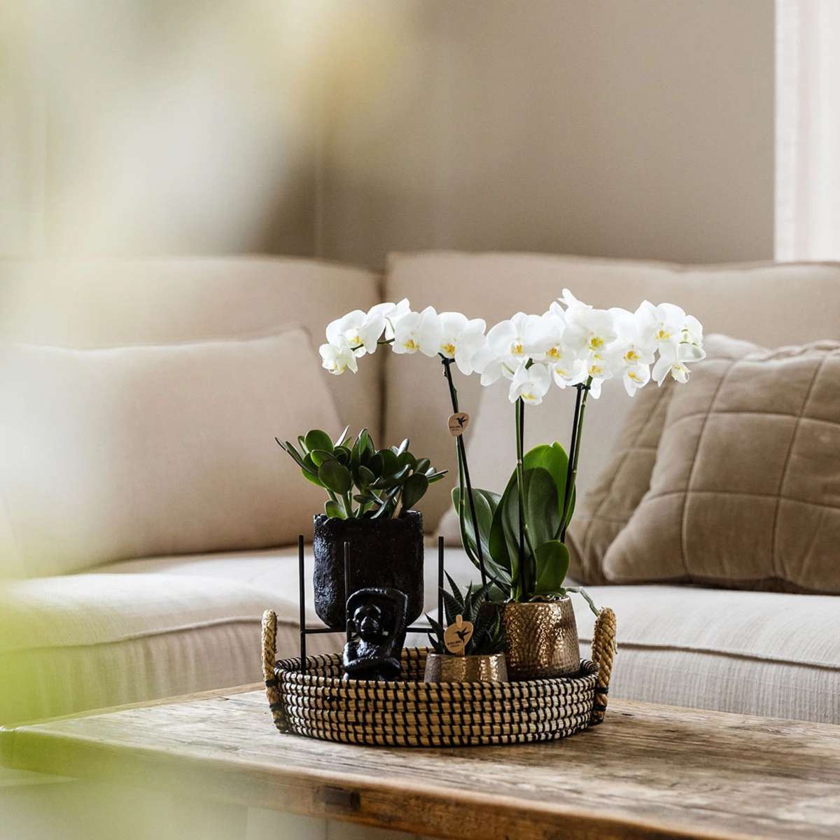 Set cadou orhidee 'Copper XL' - Phalaenopsis - Înălțime 35cm