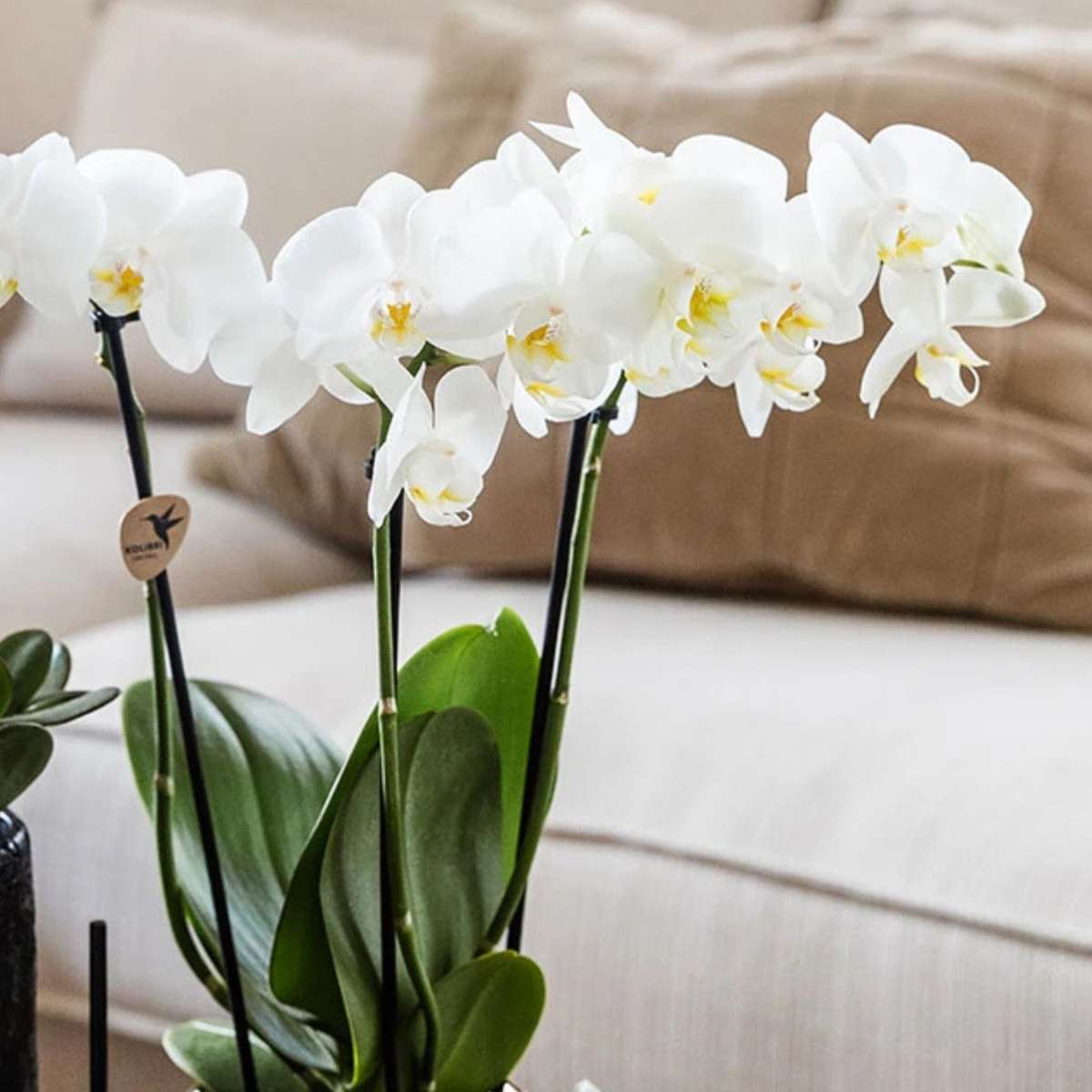 Set cadou orhidee 'Copper XL' - Phalaenopsis - Înălțime 35cm
