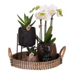 Set cadou orhidee 'Copper XL' - Phalaenopsis - Înălțime 35cm