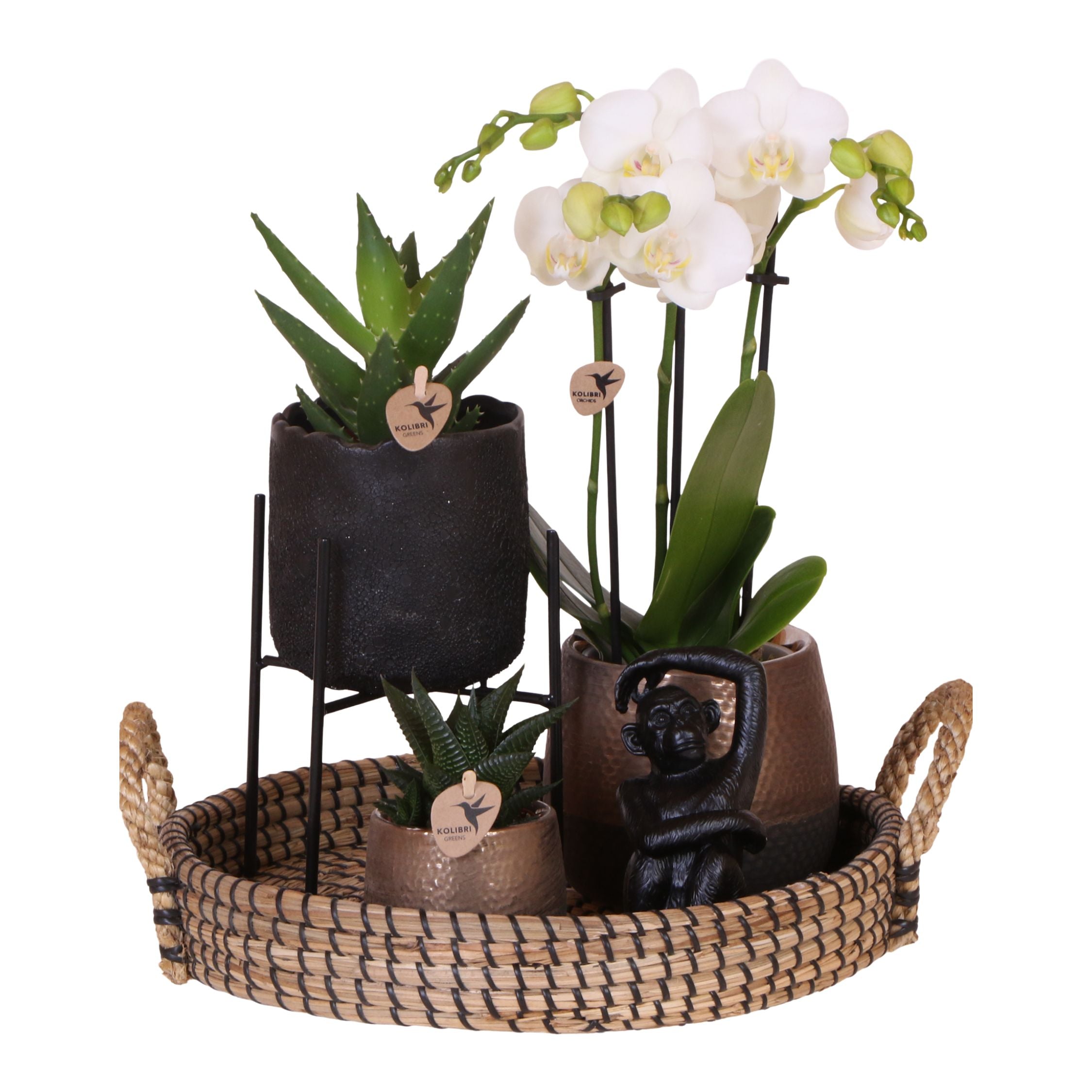 Set cadou orhidee 'Copper XL' - Phalaenopsis - Înălțime 35cm