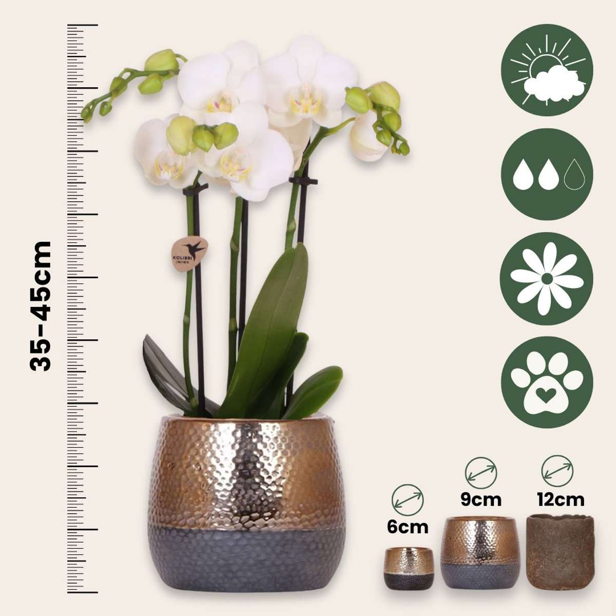 Set cadou orhidee 'Copper XL' - Phalaenopsis - Înălțime 35cm