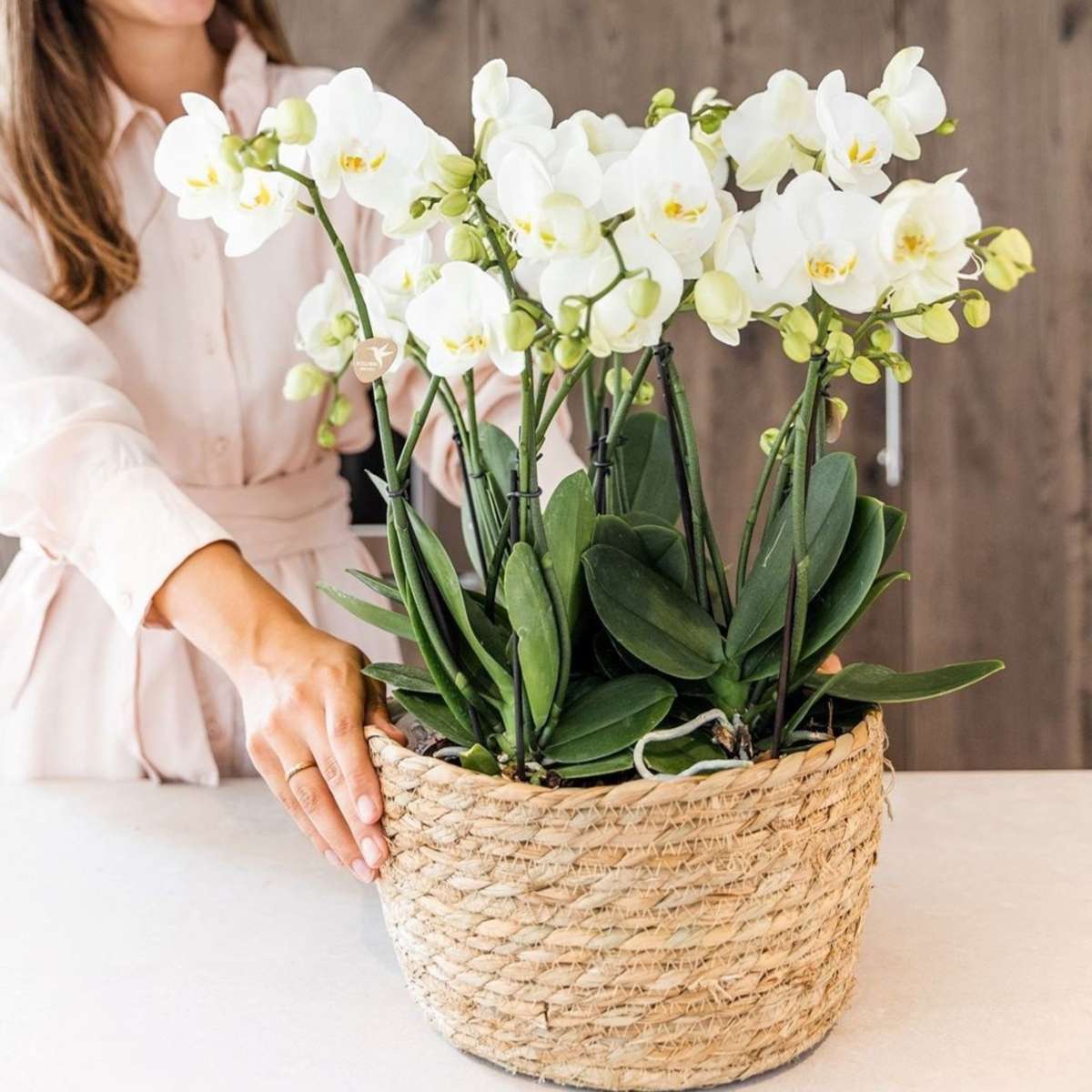 Orhidee în coș alb - Phalaenopsis - Înălțime 40–50cm - ⌀28cm