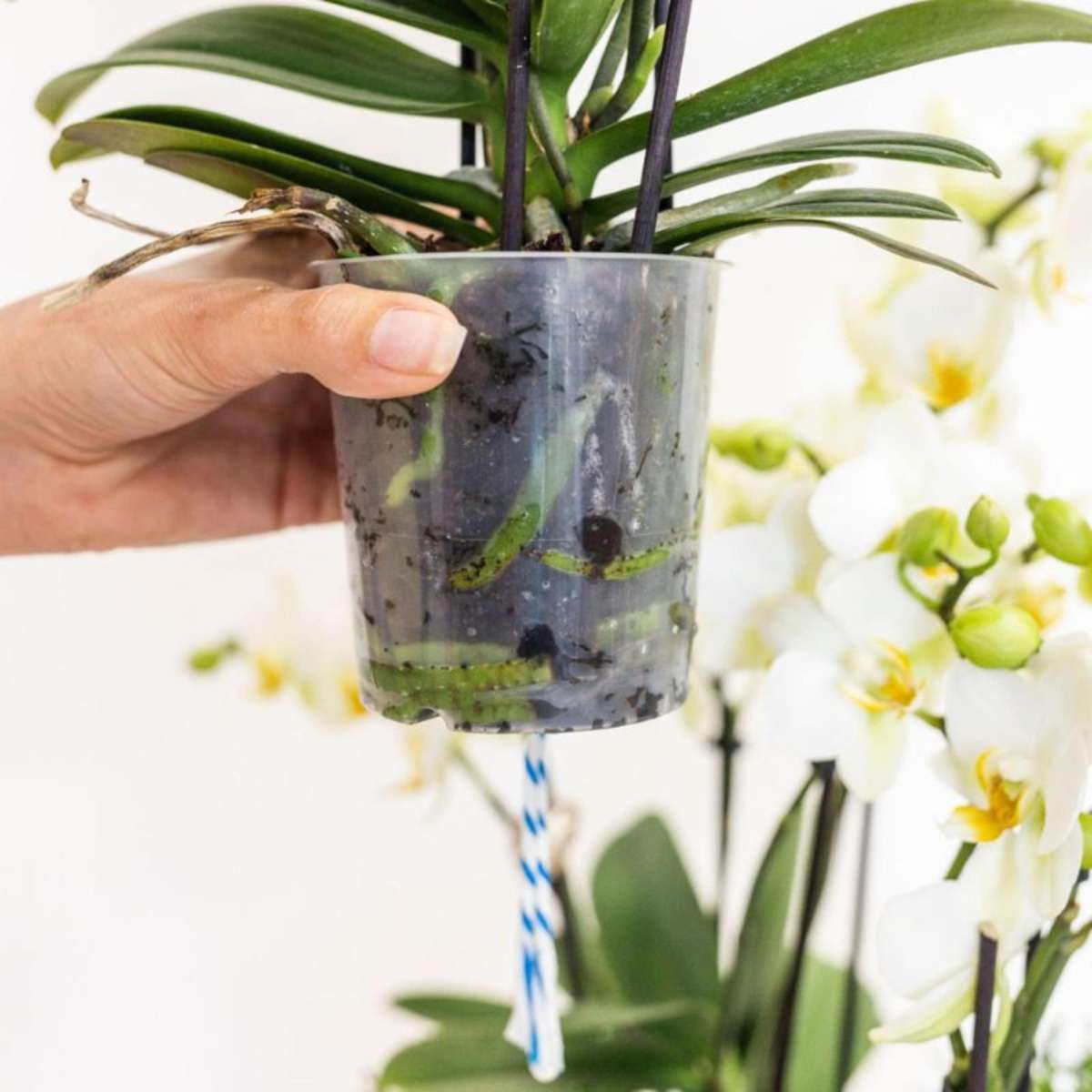 Orhidee în coș alb - Phalaenopsis - Înălțime 40–50cm - ⌀28cm