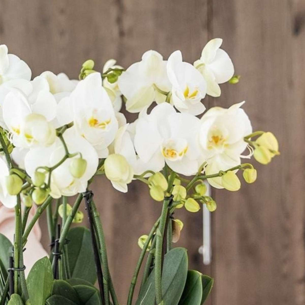 Orhidee în coș alb - Phalaenopsis - Înălțime 40–50cm - ⌀28cm