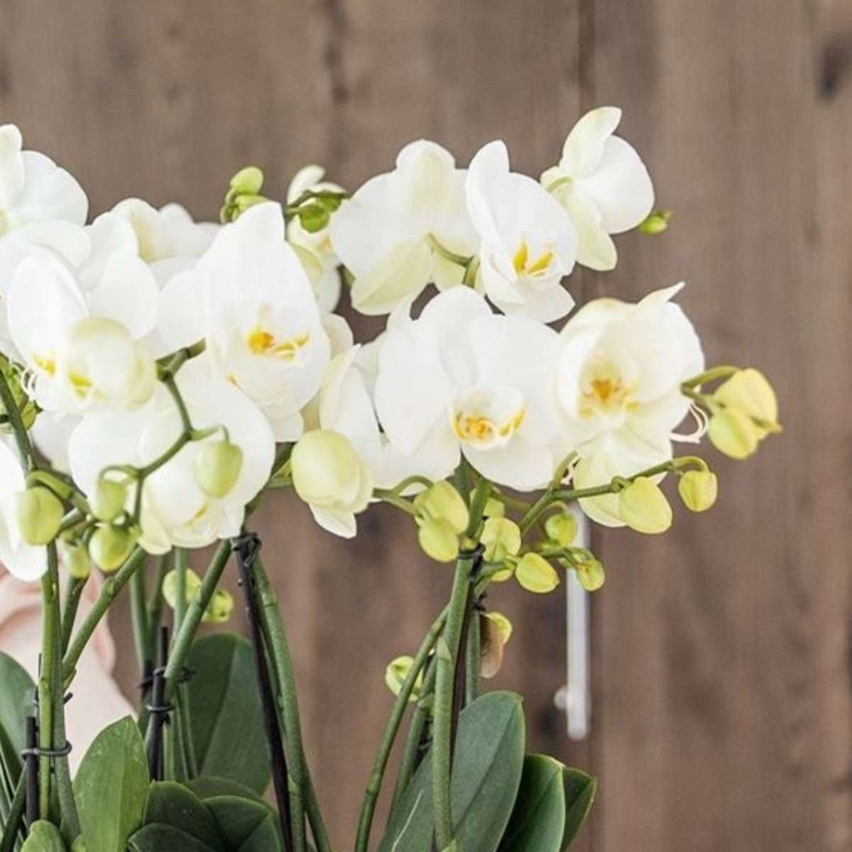 Orhidee în coș alb - Phalaenopsis - Înălțime 40–50cm - ⌀28cm