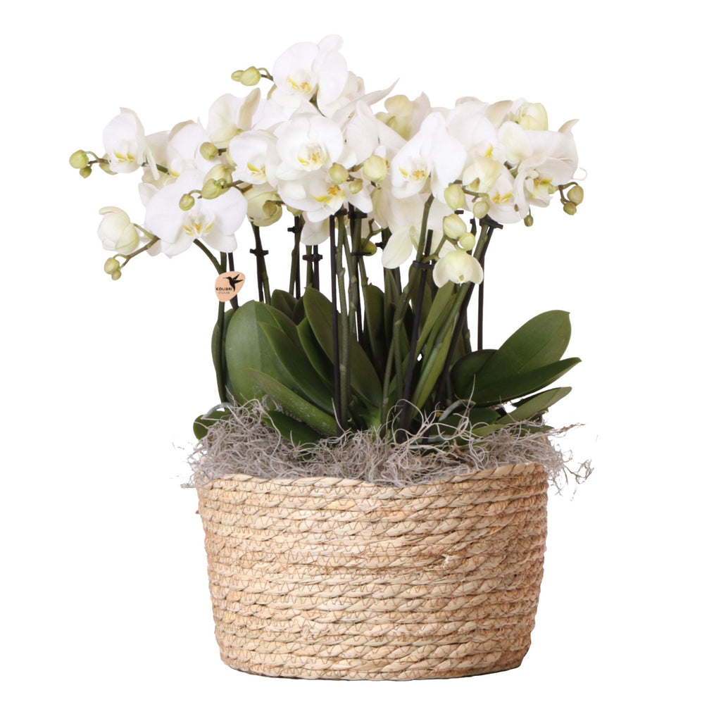 Orhidee în coș alb - Phalaenopsis - Înălțime 40–50cm - ⌀28cm