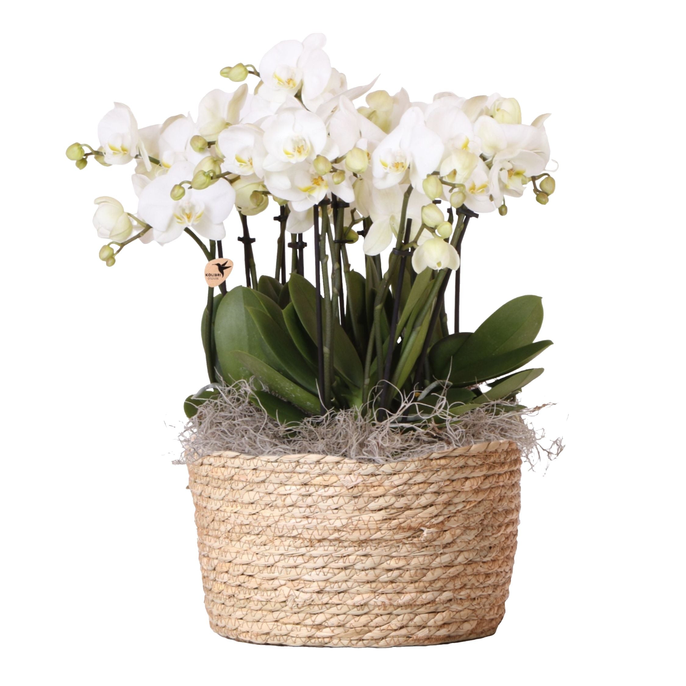 Orhidee în coș alb - Phalaenopsis - Înălțime 40–50cm - ⌀28cm