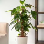 Filodendron - Philodendron 'Red Emerald' - Inaltime 70-80cm - ⌀19cm