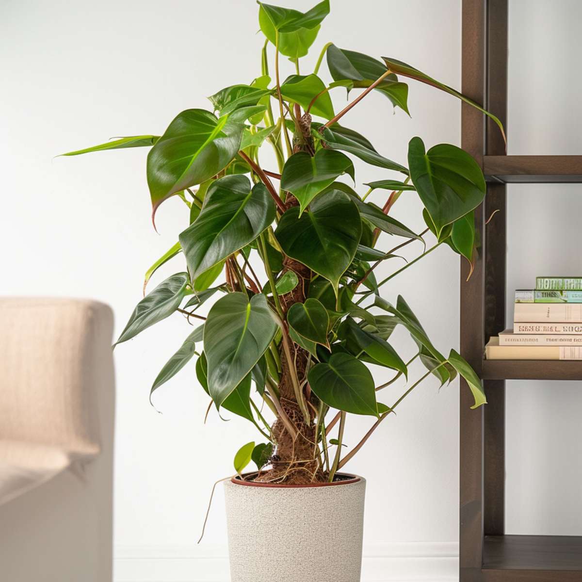 Filodendron - Philodendron 'Red Emerald' - Inaltime 70-80cm - ⌀19cm
