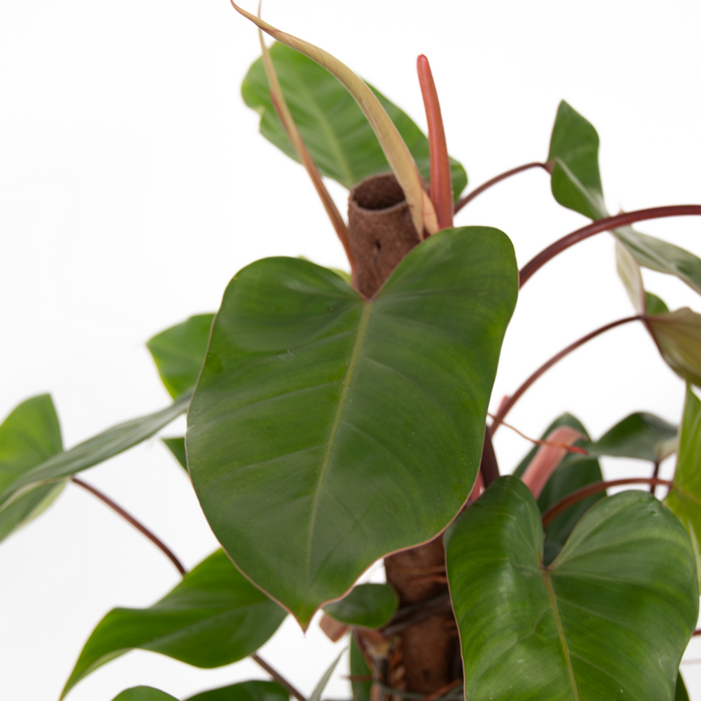 Filodendron - Philodendron 'Red Emerald' - Inaltime 70-80cm - ⌀19cm