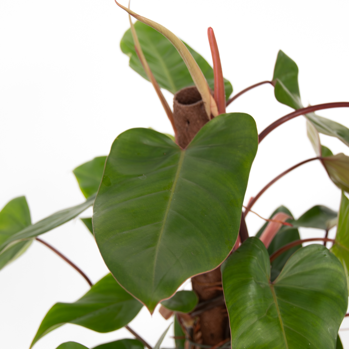 Filodendron - Philodendron 'Red Emerald' - Inaltime 70-80cm - ⌀19cm