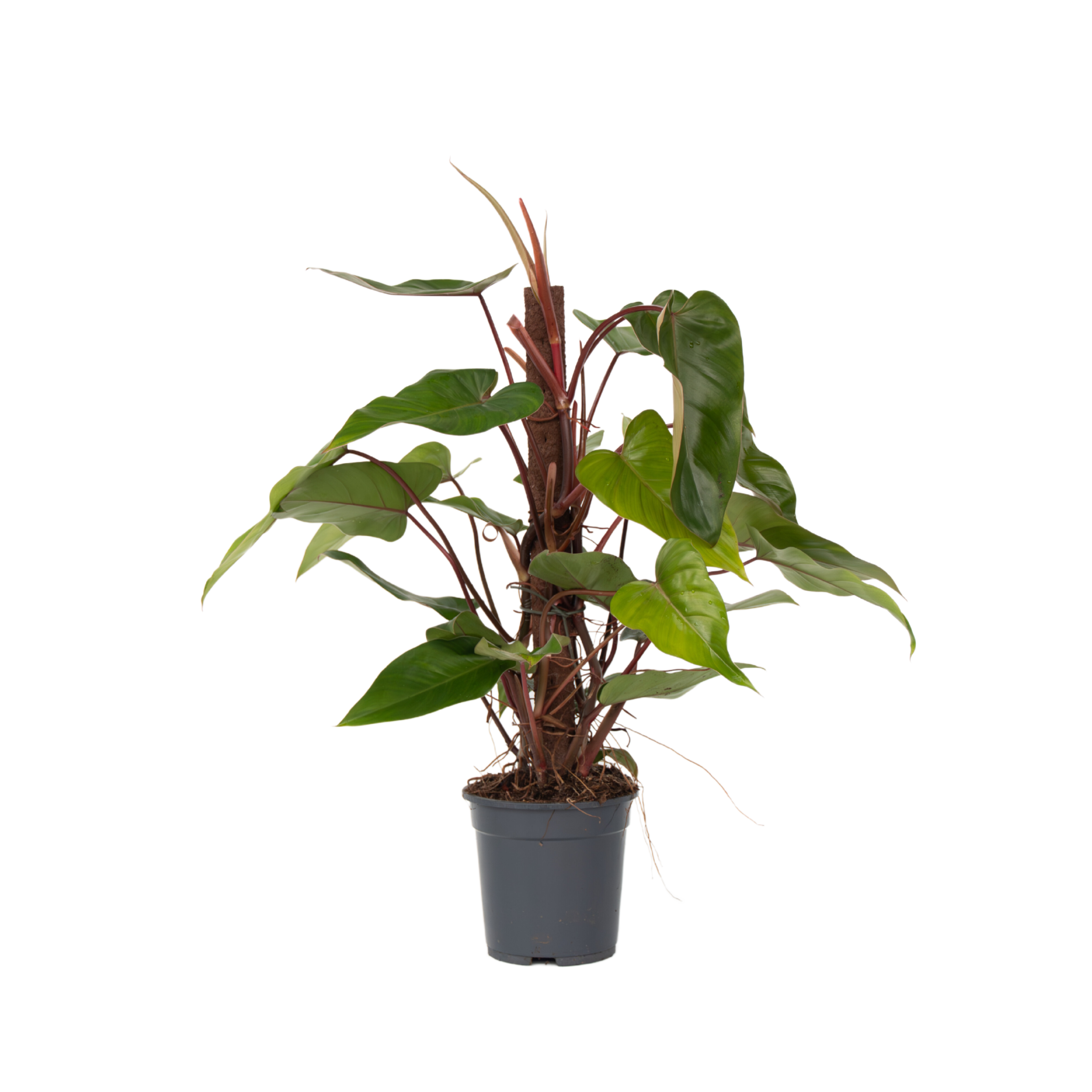 Filodendron - Philodendron 'Red Emerald' - Inaltime 70-80cm - ⌀19cm