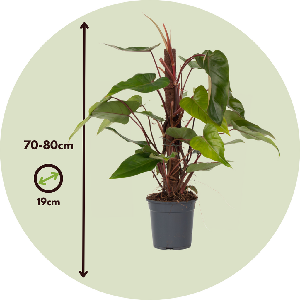 Filodendron - Philodendron 'Red Emerald' - Inaltime 70-80cm - ⌀19cm