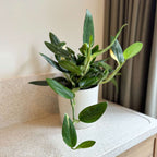 Filodendron - Philodendron 'Cobra' - Inaltime 55-65cm - ⌀19cm