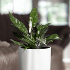 Filodendron - Philodendron 'Cobra' - Inaltime 55-65cm - ⌀19cm