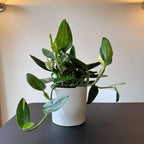 Filodendron - Philodendron 'Cobra' - Inaltime 55-65cm - ⌀19cm
