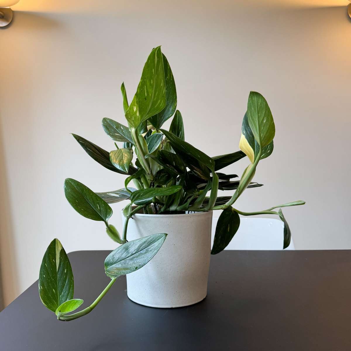 Filodendron - Philodendron 'Cobra' - Inaltime 55-65cm - ⌀19cm