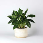 Filodendron - Philodendron 'Cobra' - Inaltime 55-65cm - ⌀19cm